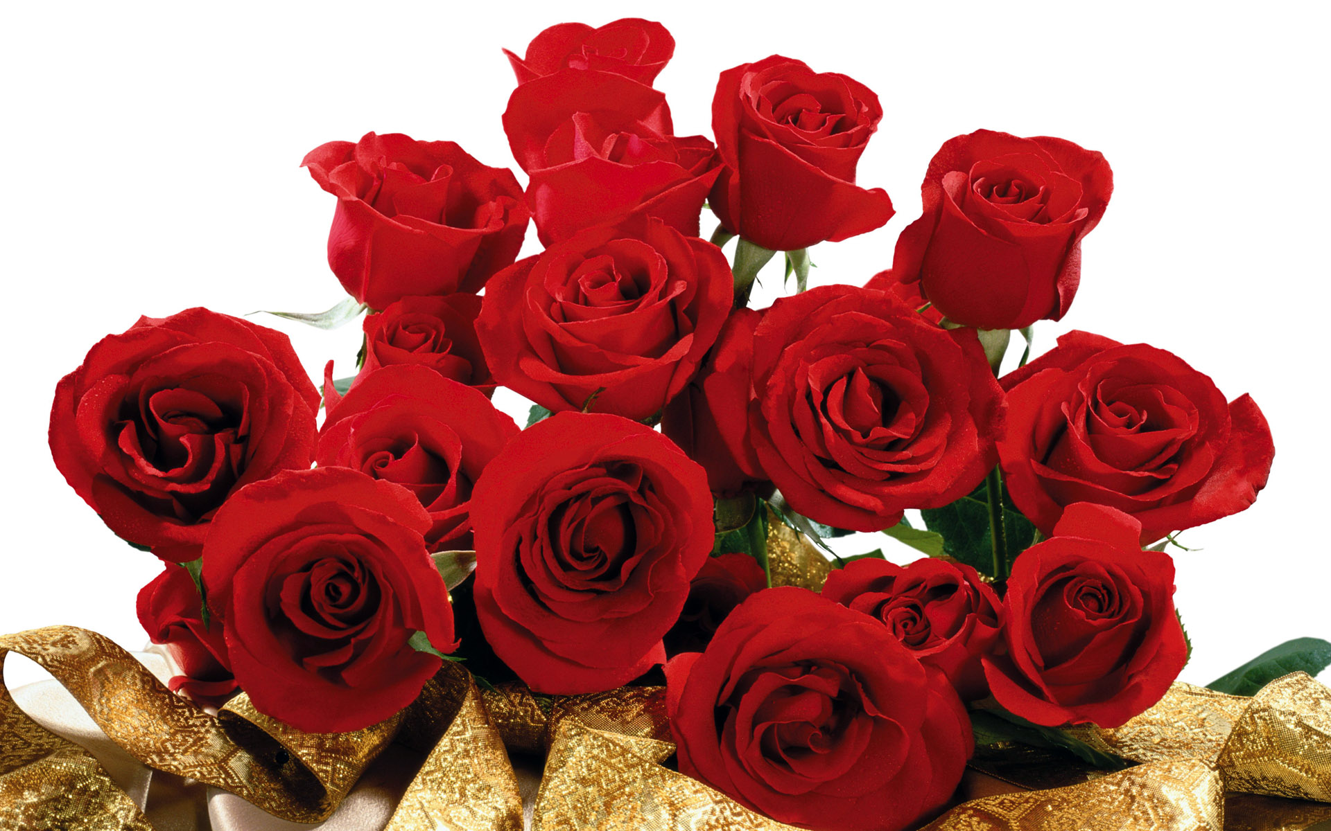 宽屏华丽艳丽的玫瑰花写真桌面高清壁纸 植物壁纸